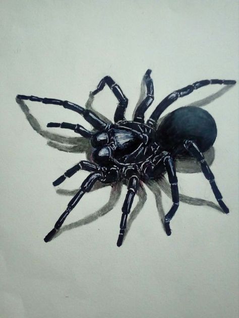 Funnel Web Spider Tattoo, Sydney Funnel Web Spider, Funnel Web Spider, Spider Flower, Venomous Animals, Arachnids Spiders, Australian Tattoo, Spider Venom, Spider Drawing