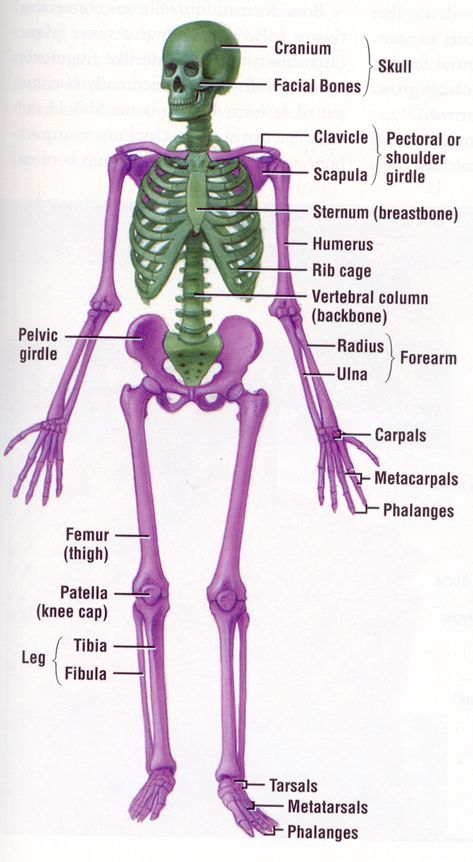 Human Body Systems Skeleton System, The Human Skeleton, Human Skeletal System, Anatomy Organs, The Skeletal System, Body Bones, Facial Bones, Body Diagram, Skeletal System