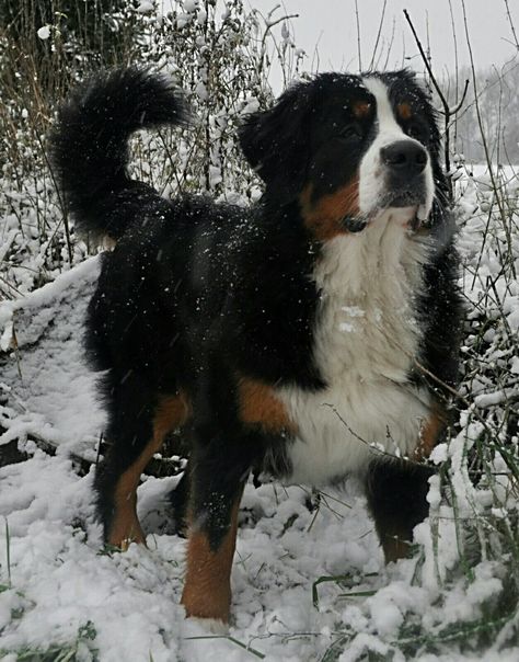 Bernese Mountain Dog Aesthetic, Burmese Mountain Dogs, Bernese Puppy, Bernese Dog, Swiss Mountain Dogs, Bernard Dog, Really Cute Dogs, Pretty Dogs, Pretty Animals