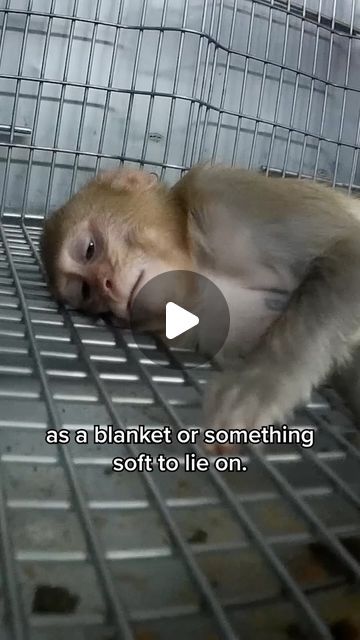 PETA on Instagram: "The bleak reality for animals in laboratories consists of barren cages barely bigger than their bodies, mind-numbing boredom, usually no companionship of their own kind, and excruciating pain.   Watch The Failed Experiment on YouTube to learn more about the truth of animal experimentation, and what you can do to help end it. 🔗 in bio" Animal Experimentation, Failed Experiment, Saving Animals, Dangerous Animals, What To Use, End It, Animal Rights, What You Can Do, Peta