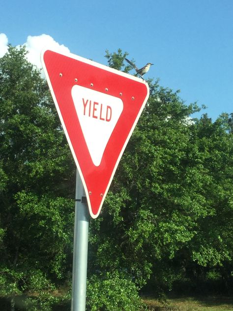 A bird on the Yield sign 🐦 😮 Character Inventory, Yield Sign, Phonics Cards, Art Environment, Environment Reference, Artistic Inspiration, Road Signs, Environment Concept Art, Painted Signs