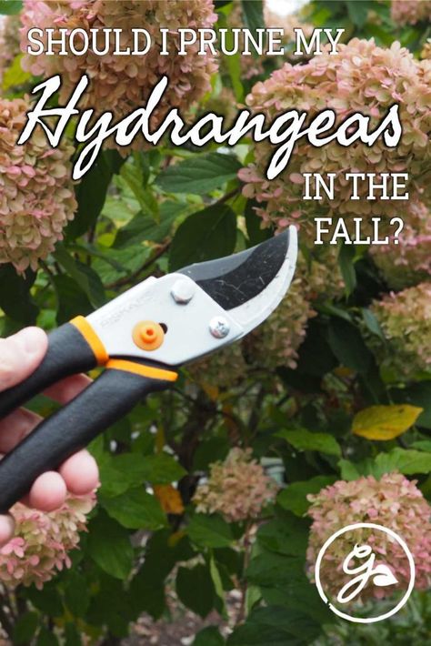 Hydrangea Care In Fall, Pruning Panicle Hydrangea, Trimming Hydrangeas In Fall, Hydrangea Care Pruning, When To Trim Hydrangea Bushes, Pruning Hostas In Fall, How To Prune Hydrangeas, How To Prune Hydrangeas In The Fall, Pruning Hydrangeas Fall