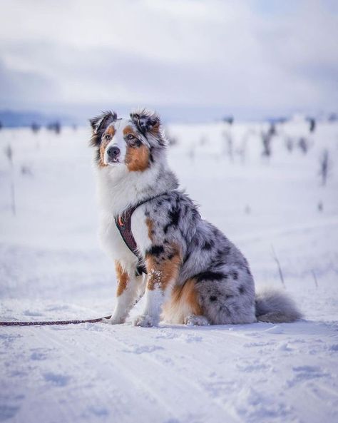 Smartest Dog Breeds, Dog Breeds List, Aussie Puppies, Beautiful Snow, Really Cute Puppies, Cute Dog Photos, Cute Animals Puppies, Very Cute Dogs, Australian Shepherd Dogs