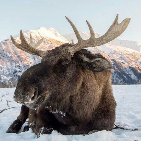 Small bull moose just chilling Moose Pictures, Hirsch Silhouette, Tattoos Aesthetic, Deer Species, Bull Moose, Majestic Animals, John Muir, Wildlife Animals, Animal Wallpaper