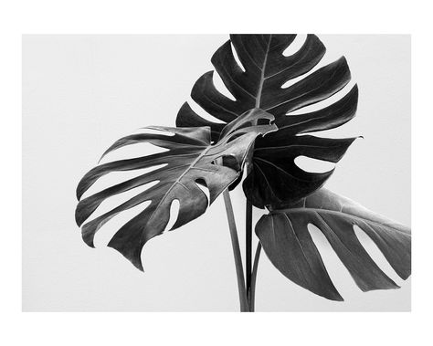 Monstera Leaf Art, Leaf Black And White, Botanical Black And White, Background Black And White, Black And White Leaves, Monstera Leaves, Photography Black And White, White Poster, Black And White Background