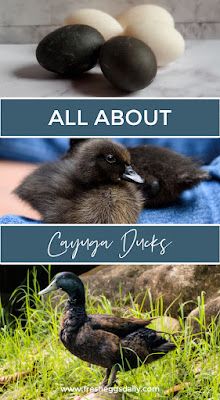 Cayuga Ducks, Duck House Diy, Geese Breeds, Male Duck, Duck Egg Colour, Backyard Ducks, Duck Breeds, Duck Farming, Raising Ducks