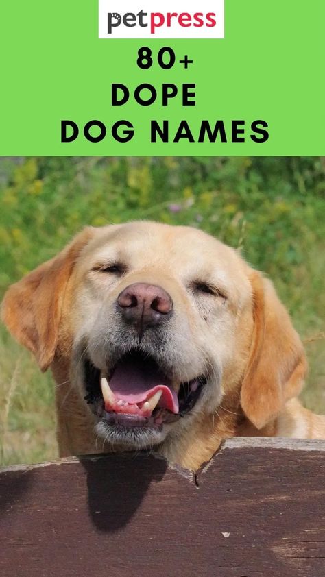 In this blog post, we will provide you with a list of over 80 dope dog names. These dog names are perfect for your stoner dog. #dog #names Funny Dog Names Boy, Funny Pet Names, Funny Dog Names, Boy Dog Names, Girl Dog Names, Best Dog Names, Relaxed Dog, Celebrity Dogs, Cute Names For Dogs