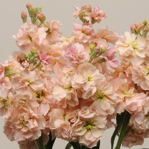 Katz Apricot Matthiola Apricot Stock, Garden Tool Holder, Apricot Seeds, Stock Flower, Flower Guide, Peach Flowers, Seasonal Flowers, Flower Farm, All Flowers