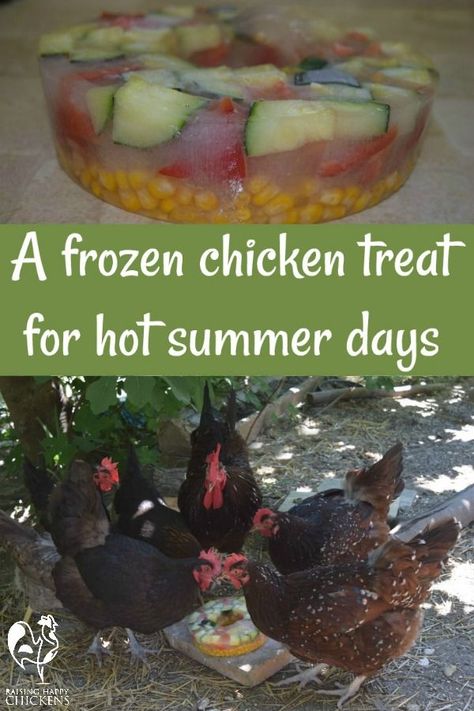 How to make frozen chicken treats for hot summer days. Did you know that poultry don't do well in the heat? They're great at regulating their temperatures in the coldest of cold weathers. But that doesn't work well when the temperatures soar in the summer. One of the simplest and most effective ways to keep them cooler is to feed them frozen treats. Learn more >> Treats For Chickens In Summer, Chicken Play Area, Frozen Chicken Treats, Chicken Treats For Summer, Pallet Chicken Run, Chicken Coop Inside, Treats For Chickens, Chicken Mama, Portable Chicken Coop