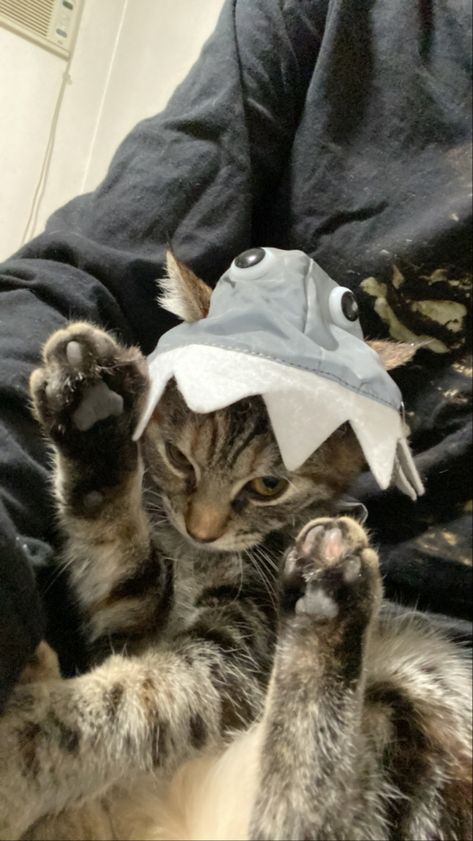 #shark #kitty #cutecat #kittens #cats #bites Shark Cat, Cat Shark, Cat Icon, Pink Cat, Silly Animals, Matching Pfp, Silly Cats, Cute Cat, Wonders Of The World