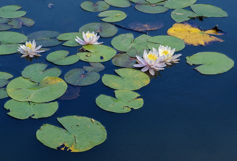 Flowers And Lily Pads On Local Pond Cottagecore Painting, Water Lilies Painting, Pond Painting, Lotus Flower Art, Lotus Pond, 수채화 그림, Lily Pond, Reference Photos, Water Lilies