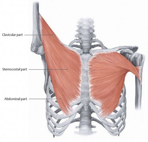 Pec Muscles Reference, Yoga Knowledge, Realistic Anatomy, Skeleton Poses, Body Muscle Anatomy, Human Muscular System, Pectoralis Major, Skeleton Muscles, 남성 근육