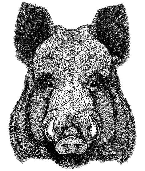 A black and white drawing of a boar.  #boar #wildswine #eurasianwildpig #wildpig #wildanimal #animals #wildlife #hoghunting #pighunting #wildboar #hog #hogs #whitetail #boarhunting #hoghunter  #wildhogs #bigbuck Hunting Backgrounds, Boar Hunting, Angry Animals, Art Loft, Jungle Love, Wild Pig, Wild Hog, Pig Drawing, Australia Animals