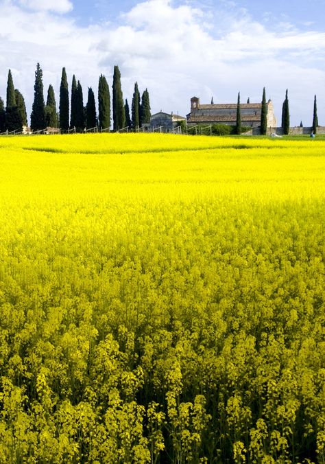 Spring Tuscany #yellow Tuscany Yellow, Places I Want To Go, Rapeseed Field, Tuscany Landscape, Jd Tractors, Toscana Italy, Toscana Italia, Italy Tuscany, Under The Tuscan Sun