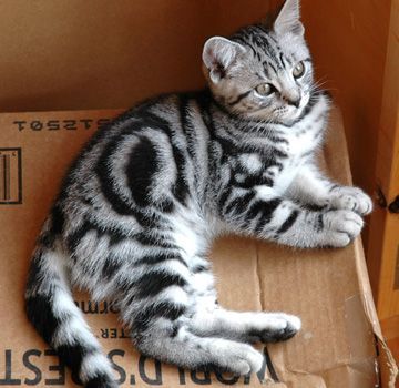 adorable silver tabbies kitten with bullseye stripe pattern | OMG ... Silver Tabby Kitten, American Shorthair Cat, Cat With Blue Eyes, Tabby Kitten, Domestic Cat, Bengal Cat, Cute Cats And Kittens, Pretty Cats, Tabby Cat