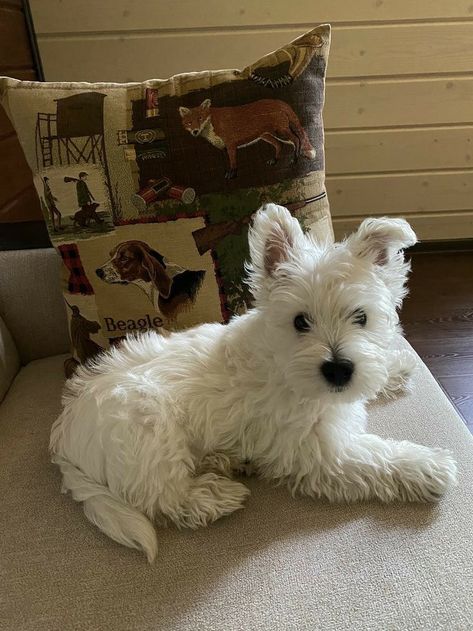 💒🩰🧸♡ Westie Aesthetic, Puppy Westie, Wholesome Dog, Westie Dog, Westie Puppies, 강아지 그림, Westie Dogs, Pretty Animals, Cute Creatures