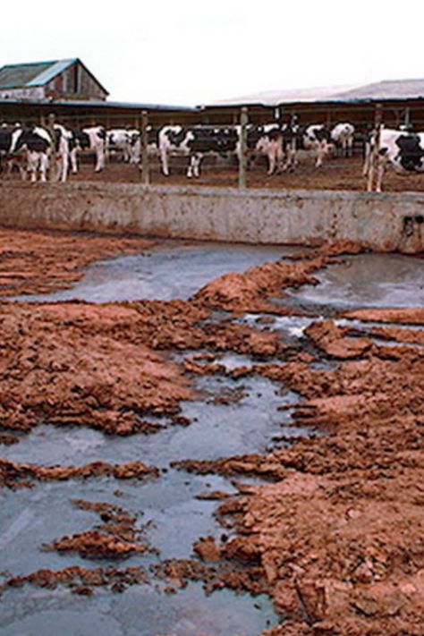 Unsustainability, pollution and labour malpractice in the meat industry has become an issue for investors, and they aren’t being silent about it. Checkout the article by clicking on the “visit” button. #weatherandclimate #climatechange #globalwarmingfacts #veganlife #whatisvegan #veganandvegetarian #globalwarming #climateactivity #veganvegetarian #yummyvegan #globalwarminghumor #veganhealth Climate Activities, Being Silent, Meat Industry, Animal Agriculture, Stop Animal Cruelty, Weather And Climate, Food Supply, American Food, Vegan Life