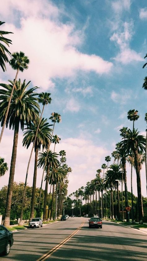 Wallpaper California, Beach Tumblr, California Wallpaper, Tree Wallpaper Iphone, Palm Tree Photography, Beach Wallpaper Iphone, Summer Nature Photography, Nature Photography Trees, Palm Trees Wallpaper