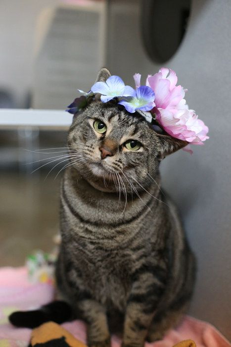 When we made this cat wear a flower crown Flea Shampoo For Cats, Toxic Plants For Cats, Cat Safe Plants, Teacup Cats, Herding Cats, Cat In Heat, Warrior Cats Books, We Were There, Cat Halloween Costume