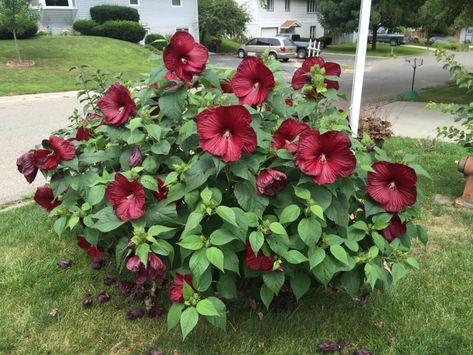 hardy hibiscus shrub Hibiscus Shrub, Hibiscus Bush, Plumeria Tattoo, Hibiscus Tree, Hardy Hibiscus, Summer Flowers Garden, Globe Amaranth, Hibiscus Plant, Drawing Simple