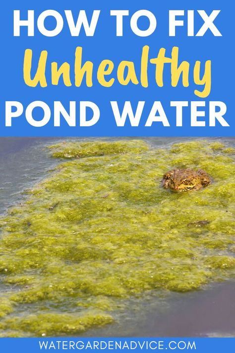 Unhealthy pond water Farm Pond Landscaping, Clean Duck Pond, Pond Care Tips, How To Keep Duck Pond Clean, Cleaning Ponds Tips, Clear Pond Water, Pond Habitat, Pond Algae, Swimming Pool Pond