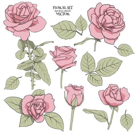 Rose Cute Drawing, Roses Drawing Reference, Rose Plant Drawing, Rose Reference Drawing, Rose Drawing Reference, Flower Reference Drawing, Flowers Drawing Reference, Rose Bouquet Drawing, Flower Drawing Reference