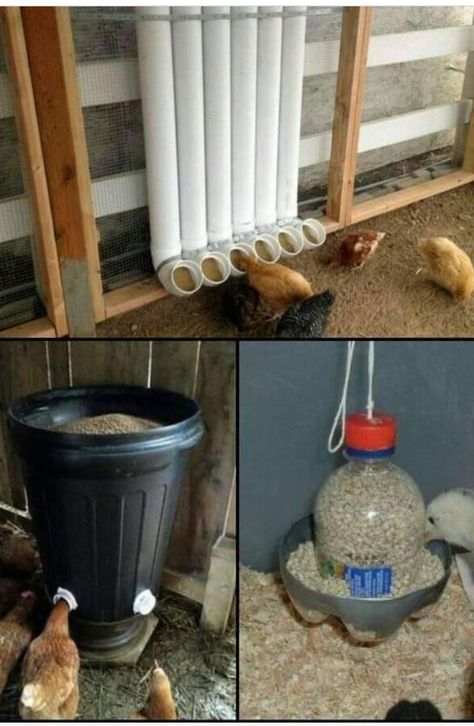 Auto Chicken Feeder, Peacock Habitat, Pvc Chicken Feeder, Chicken Tunnels, Chicken Feeder Diy, Homestead Animals, Modern Homestead, Types Of Chickens, Chicken Keeping