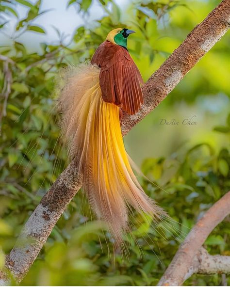 @birds.nature’s Instagram profile post: “Bird Greater Bird Of Paradise . Aru Islands Indonesia . . By @dustinchen0728” Greater Bird Of Paradise, Background Wallpaper For Photoshop, Funny Birds, Bird Of Paradise, Exotic Birds, Bird Pictures, Amazing Animals, Colorful Birds, Animals Of The World