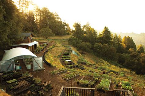 David Kinch's Michelin Garden | gardening | vegetables | produce | nature's bounty Hillside Farming, Hillside Farms, Hillside Garden, Apple Farm, Garden On A Hill, Sloped Garden, Permaculture Design, Backyard Farming, Community Gardening