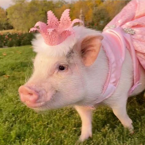 Pig Pfp, Skz Animals, Piglets Cute, Piglets Aesthetic, Cute Gunipigs, Pigs Aesthetics, Pig Aesthetic, Pet Pig Aesthetic, Pigs Cute