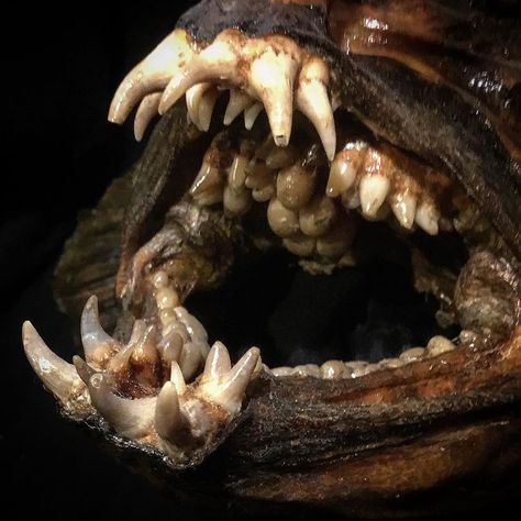 @monster_fish_taxidermy on Instagram: “The crazy teeth of a Wolf-fish (Anarhichas lupus). With the teeth inside it’s mouth it can crack shells. #fishtaxidermy #monsterfish…” Wolf Fish, Rj Palmer, Tiger Fish, Snakehead Fish, Monster Fish, Creepy Animals, Monster Mouth, River Monsters, Dragon Fish