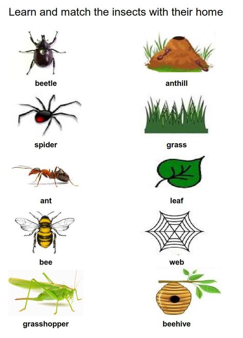 Insect Worksheets Preschool, Insects Worksheets For Kids, Insects For Kids, Home Preschool, Preschool Pictures, Bug Activities, Insects Preschool, Worksheet Preschool, Bugs Preschool