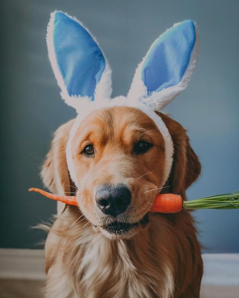 Dog Calendar Photoshoot, Pet Photography Props, Calendar Shoot, Animal Photoshoot, Easter Photoshoot, Easter Photography, Puppy Photography, Dog Calendar, Diy Dog Costumes