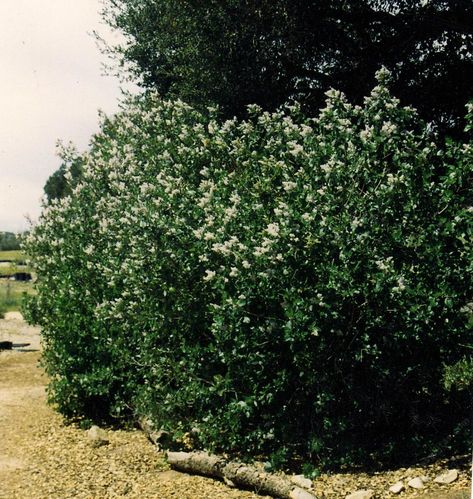 Ceanothus arboreus is not so much a tree as a really big bush. Big Bush, Decomposed Granite, Gardens Of The World, California Native Plants, Plant List, Drought Tolerant, Front Yard Landscaping, Front Garden, Hedges