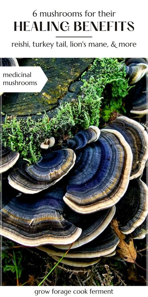 Benefits Of Reishi Mushroom, Medicinal Mushrooms Benefits Of, Turkey Tail Mushroom Benefits, Mushroom Powder Benefits, Lions Mane Benefits, Aesthetic Mushrooms, Reishi Mushroom Benefits, Crunchy Living, Medicinal Weeds