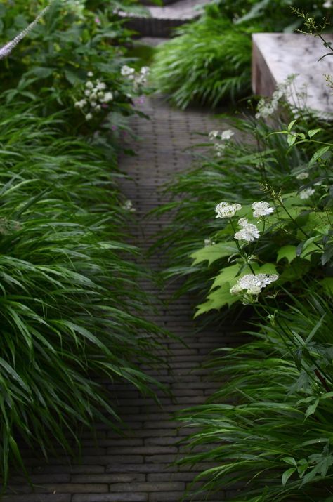 hampstead heath — rich landscapes Modern Shade Garden, Woodland Planting, Rich Landscapes, Narrow Garden, Small Courtyard Gardens, Hampstead Heath, Forest Garden, Woodland Garden, Garden Landscape Design