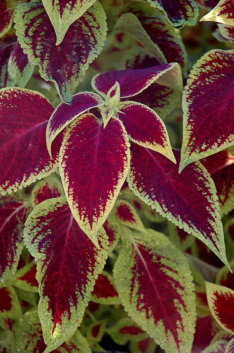 Versa Crimson Gold Coleus (Solenostemon scutellarioides 'Versa Crimson Gold') at GardenWorks Backyard Paradise, Soil Ph, Low Maintenance Plants, Bedding Plants, Small Plants, Container Plants, Mulch, Growing Plants, Hanging Baskets