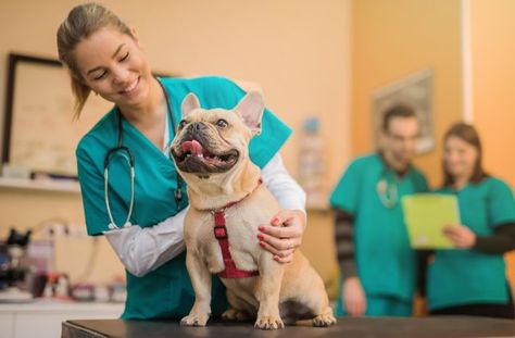 the puppuyyyy Animal Doctor, Dog Insurance, Vet School, Veterinary Services, Pet Vet, Vet Clinics, Veterinary Clinic, Work With Animals, Veterinary Medicine