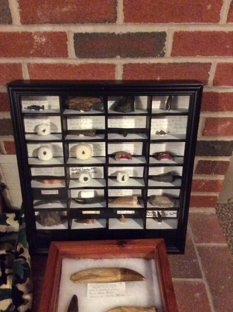 Display ideas for loose fossils. - Member Collections - The Fossil Forum Rock Collection Display, Cabinet Of Curiosities, Curio Cabinet, Dinosaur Fossils, Rock Collection, Rock Hounding, Shop Display, Skull And Bones, Mineral Specimen