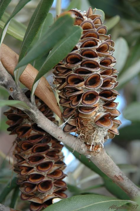 Banksia Integrifolia cone: Australian flower Dried Banksia, Banksia Integrifolia, Australian Trees, Australian Native Garden, Australian Wildflowers, Organic Gifts, Australian Flowers, Australian Native Flowers, Australian Plants