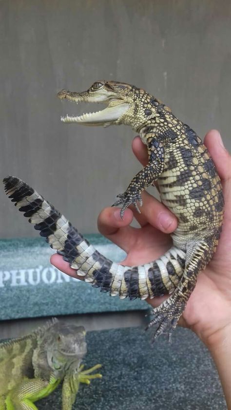 Salt Water Crocodile, Types Of Reptiles, Bearded Dragon Care, Amazing Animal Pictures, Cute Reptiles, Reptile Snakes, Reptiles Pet, Crocodiles, Reptiles And Amphibians