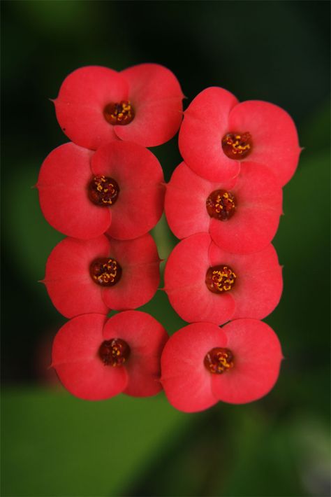 Epine du Christ rouge Crown Of Thorns Flower, Special Plants, Foto Macro, Euphorbia Milii, Unusual Flowers, Crown Of Thorns, Rare Flowers, Airbrush Art, Flower Lover