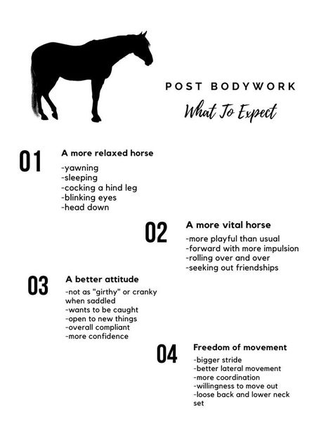 Equine Massage Therapy Business, Equine Bodywork, Equine Massage Therapy, Horse Massage, Message Therapy, Equine Massage, Small Business Marketing Plan, Therapy Business, Massage Therapy Business