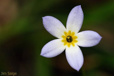 Five Petal Flower, Botany, Plants, Flowers, Nature