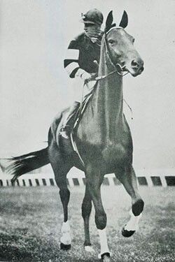 Phar Lap Horse, Famous Horses, Thoroughbred Racehorse, Thoroughbred Horse Racing, Race Horse, Horse Heart, Sport Of Kings, Race Horses, Thoroughbred Horse