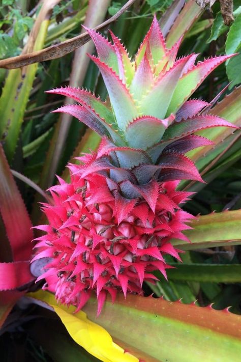 Pink Pineapples Not Only Look Cool, They’re Genetically Sweeter Too! Pineapple Plant Care, Bromeliads Landscaping, Pineapple Plant, Growing Pineapple, Pineapple Flowers, Pineapple Planting, Pink Pineapple, Fruit Flowers, Unusual Plants