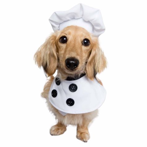 Chef Costume, Chef Styles, Uniform Costume, Chef Uniform, Dog Costumes, Dog Costume, Cat Costumes, Pet Costumes, Big Dogs