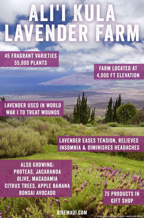 Dream of a Hawaiian vacation and you might not immediately think of picking sprigs of French lavender on a lush slope veiled in mist. But such is the exotic beauty of Maui’s Ali’i Kula Lavender Farm, a lovely, out of the ordinary experience treasured by both locals and visitors. #lavender #lavenderfarm #farming #maui #hawaii #upcountry #lavendertours #Globetrotter #NextDestination #LetsTravel #HappyTraveller #TravelTips #TheBestDestinations #TravelInspiration #TravelJunkie #WorldExplorer #alii Maui Lavender Farm, Watch Sunrise, Chang A, Lavender Farms, Hawaiian Honeymoon, Maui Wowie, Maui Activities, Maui Hawaii Vacation, Hawaiian Travel