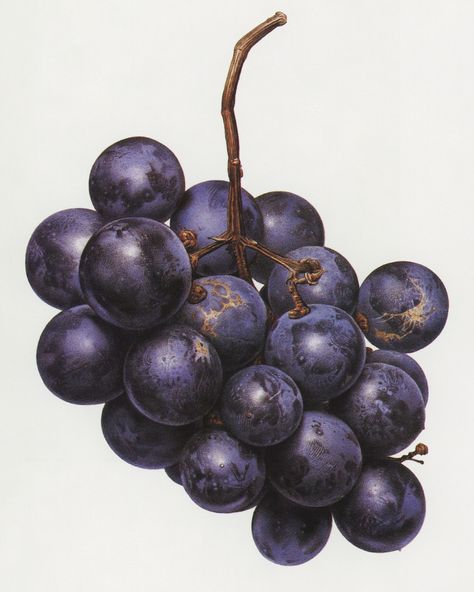 Akira Seto, 1986 Fruit Illustration, Purple Grapes, Painting Class, Fruit And Veg, Bits And Bobs, Raisin, Art Direction, Watercolor Flowers, Art Inspo