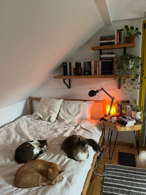 Bedroom Summer, Bedroom Remodeling, Room Redesign, Cats Aesthetic, Redecorate Bedroom, Cozy Room Decor, Dreamy Room, Dream Room Inspiration, Room Makeover Bedroom